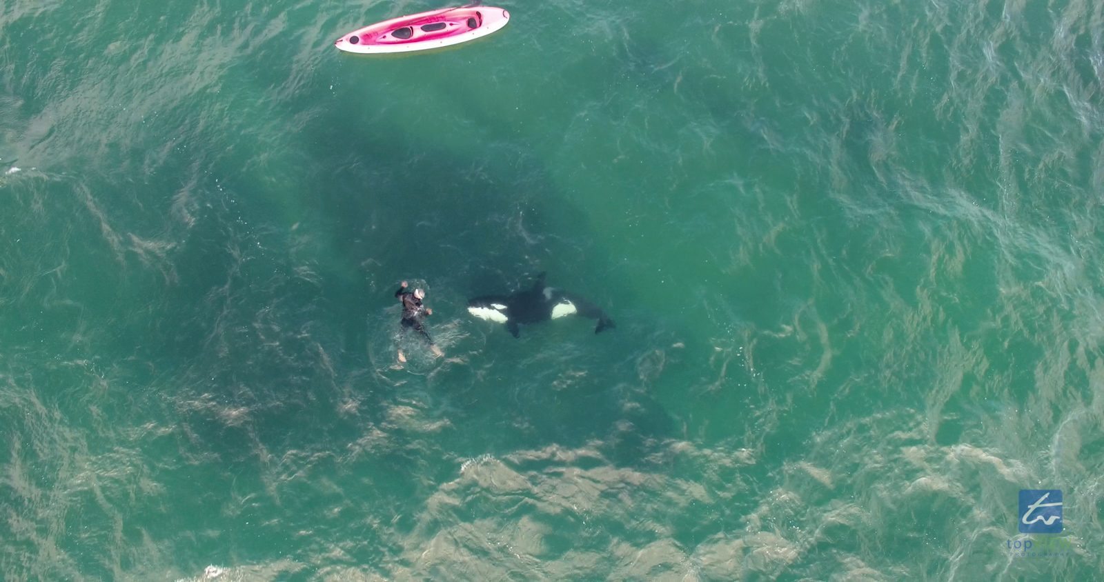 Orca with Kayaker / snorkeler in Army Bay, Auckland, New Zealand