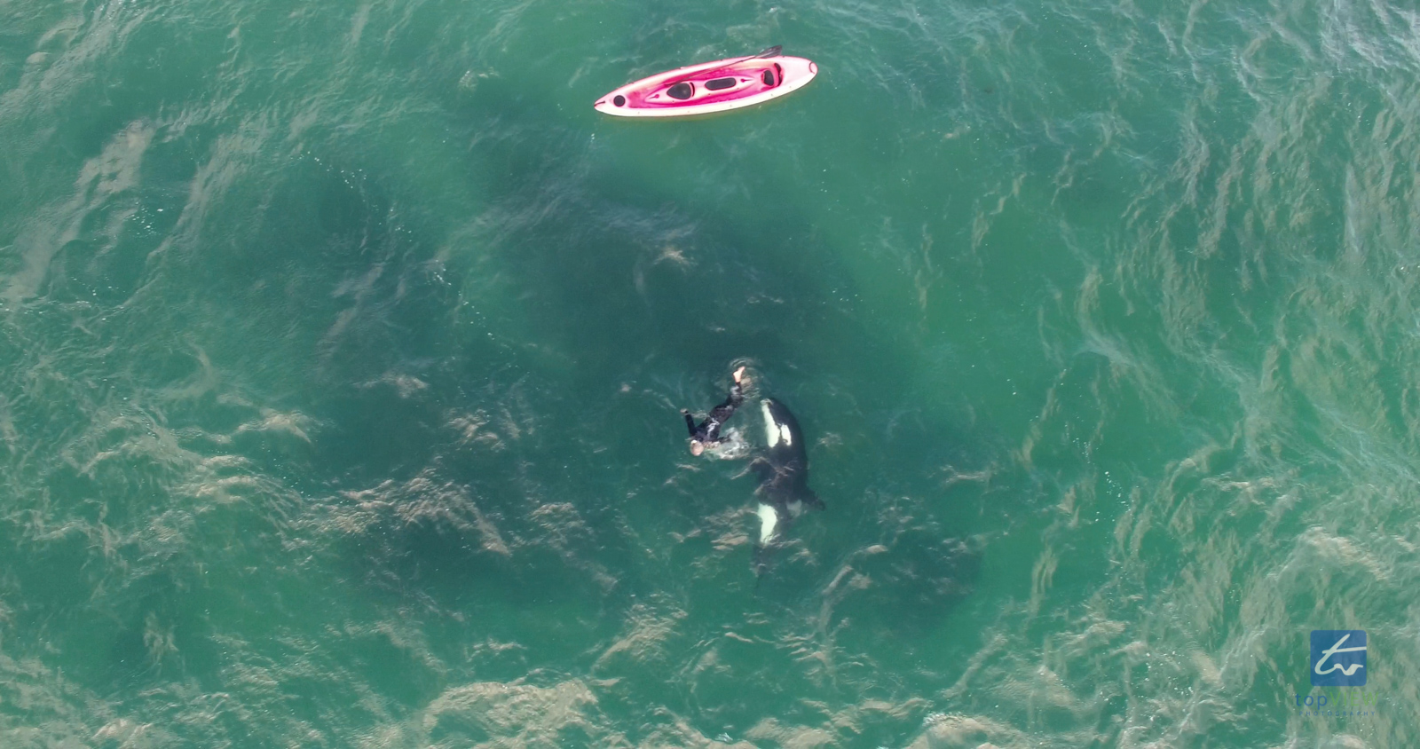 Orca with Kayaker / snorkeler in Army Bay, Auckland, New Zealand