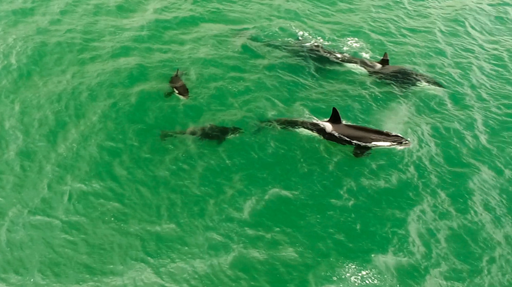 Inquisitive Orca Interacts With & Blows Bubble At Kneeboarder topVIEW